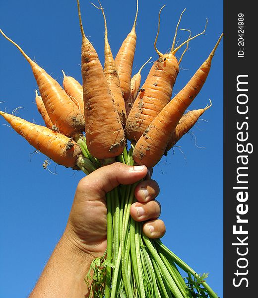 Hand holding fresh carrots bundle. Hand holding fresh carrots bundle