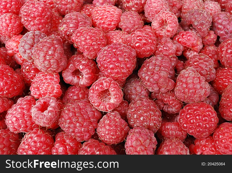 Many red ripe berries of a raspberry. Many red ripe berries of a raspberry