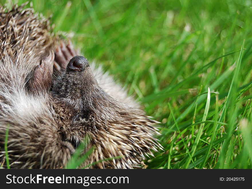 Muzzle Of A Hedgehog