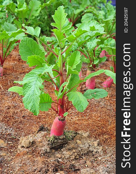 Red Radish Plants In A Vegetable Farm