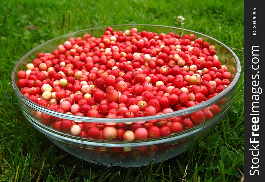 Lingonberry after purification on a glass bowl standing on the grass