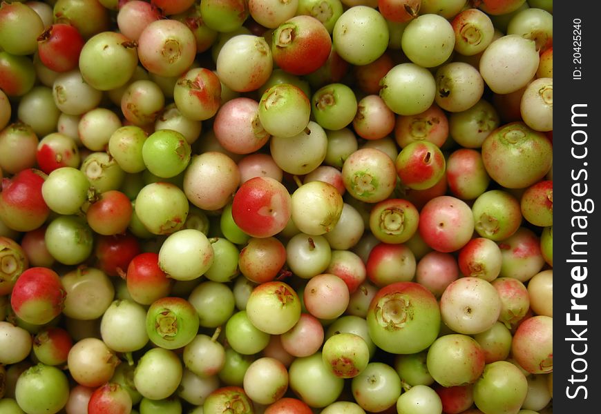 Green, unripe fruits harvested lingonberry, as background