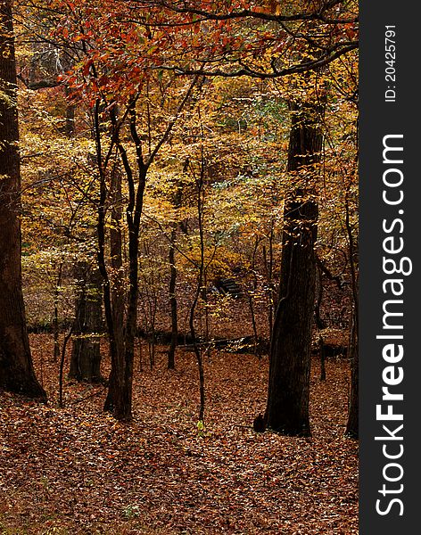Beautiful fall leaves in a woodland setting. Beautiful fall leaves in a woodland setting