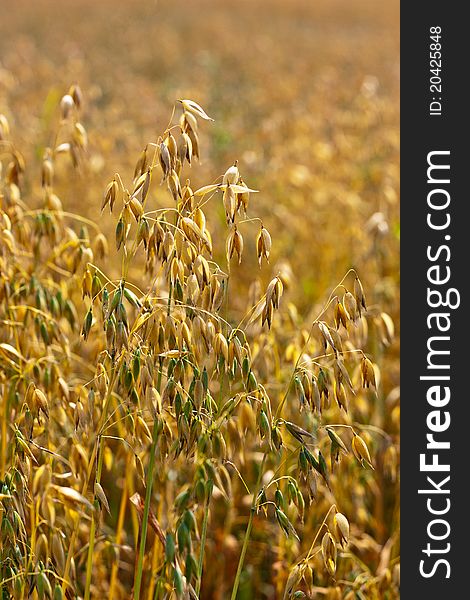 Golden oat field closeup in summer