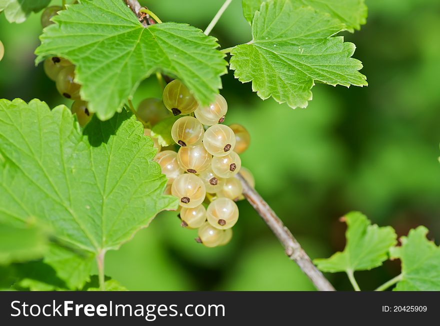 Currant bush with bunches of ripe white currants in summer.