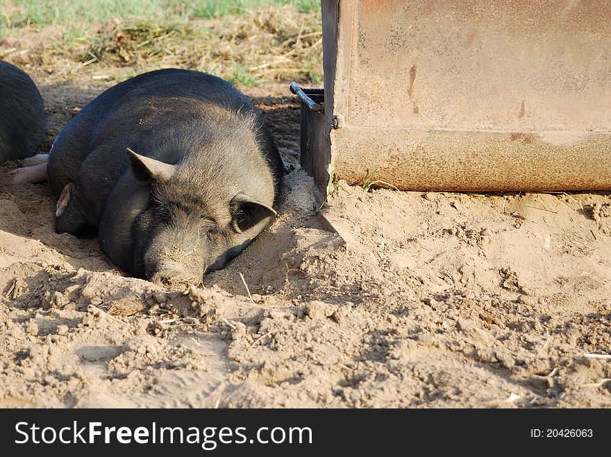 The pig sleeps in a dirt