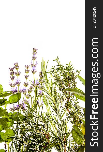 Bunch of Mediterranean herbs on pure white background: lavender, sage, oregano, thyme, rosemary. Spring and summer concept. Portrait orientation. Bunch of Mediterranean herbs on pure white background: lavender, sage, oregano, thyme, rosemary. Spring and summer concept. Portrait orientation.