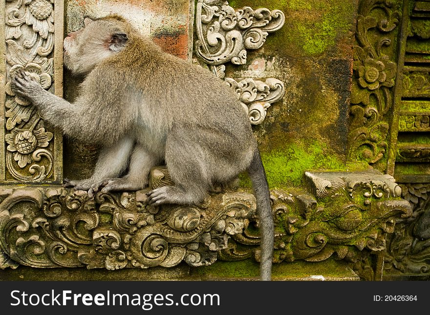 Monkey sitting on ancient ruins. Monkey sitting on ancient ruins.