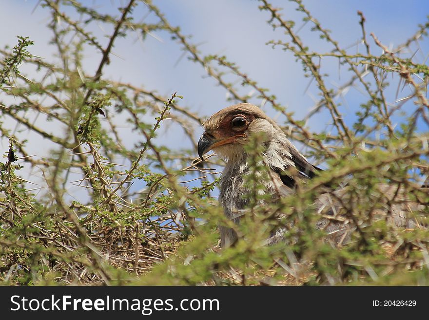 Bald eagle sitting in the nest in acacia tree near the gate to Serengeti