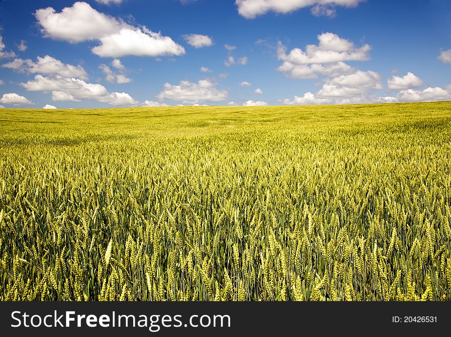Agricultural field on which green cereals grow. Agricultural field on which green cereals grow