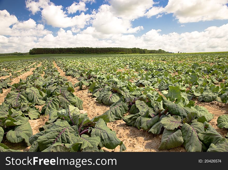 Agricultural field on which grow up cabbage. Agricultural field on which grow up cabbage