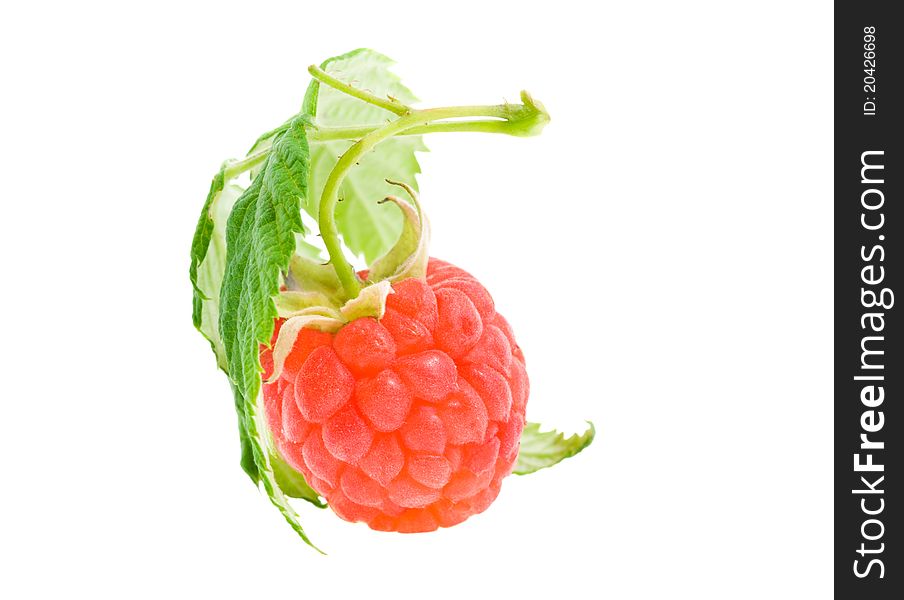 Berry of a raspberry with green leaves (on a white background)