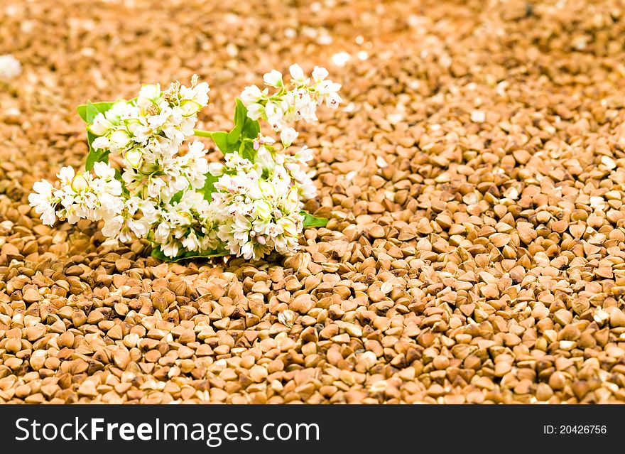 Background from a buckwheat with a flower lying on it from a buckwheat