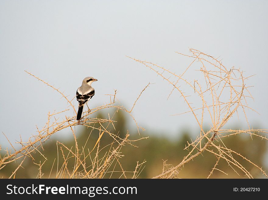 Shrikes bird in the wild. Shrikes bird in the wild