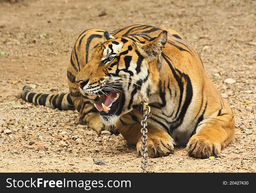 Yellow tiger with chain in zoo