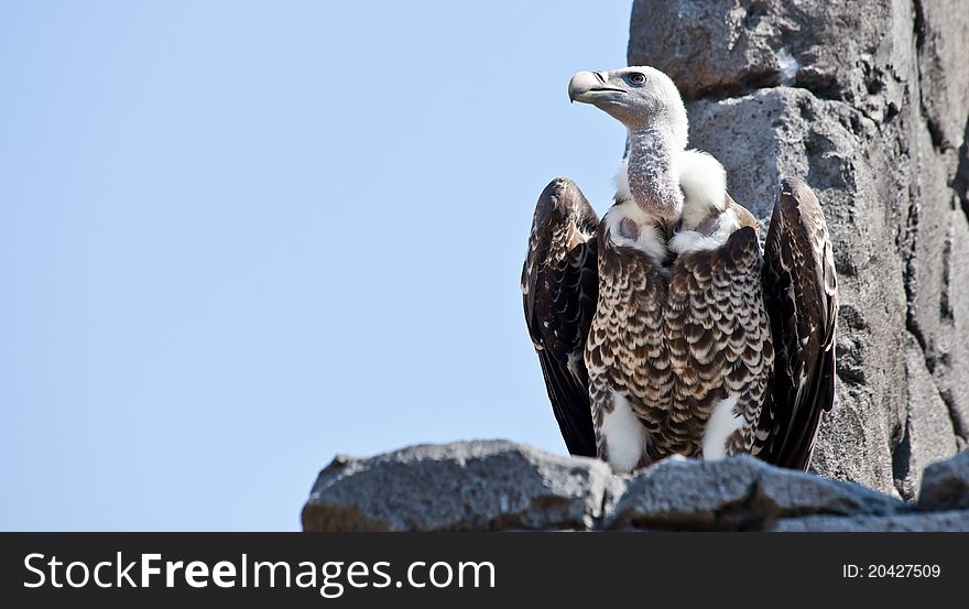 Vulture ready for the flight. Vultures seldom attack healthy animals, but may kill the wounded or sick. When a carcass has too thick a hide for its beak to open, it waits for a larger scavenger to eat first.