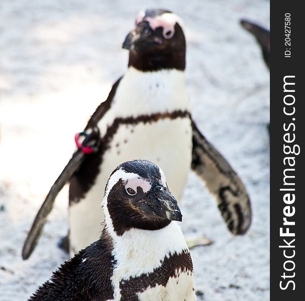 African Penguins are about 68cm in length, and weigh between 2.1 and 3.7kg. Spheniscus is a diminutive of the Greek word spen, meaning a wedge, which refers to their streamlined swimming shape, while demersus is a Latin word meaning plunging. African Penguins are about 68cm in length, and weigh between 2.1 and 3.7kg. Spheniscus is a diminutive of the Greek word spen, meaning a wedge, which refers to their streamlined swimming shape, while demersus is a Latin word meaning plunging.