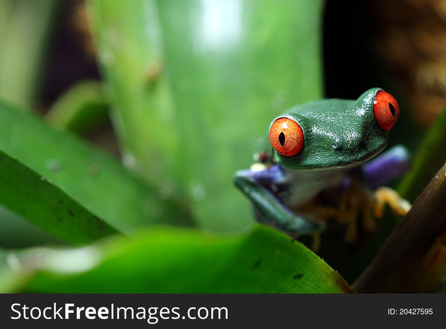 A Red-Eyed Tree Frog (Agalychnis callidryas) peeking out from a plant  in a tropical rainforest