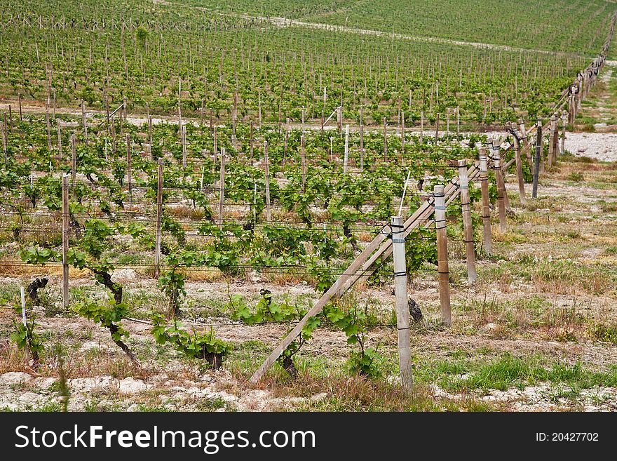 Barbera vineyard during spring season, Monferrato area, Piedmont region, Italy. Barbera vineyard during spring season, Monferrato area, Piedmont region, Italy