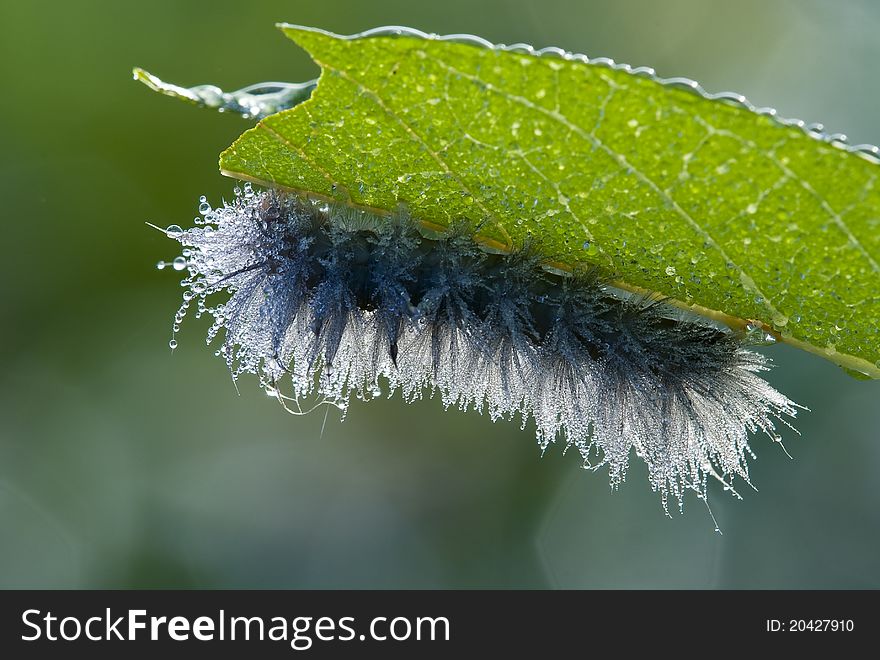 A dew covered dogbane caterpillar