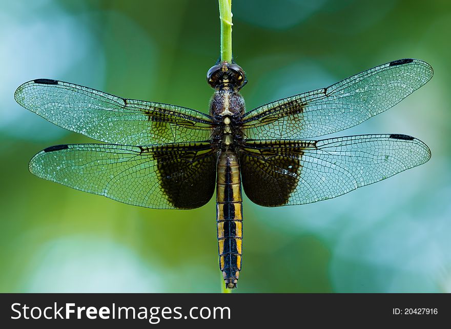 A dragonfly resting on a blade of grass