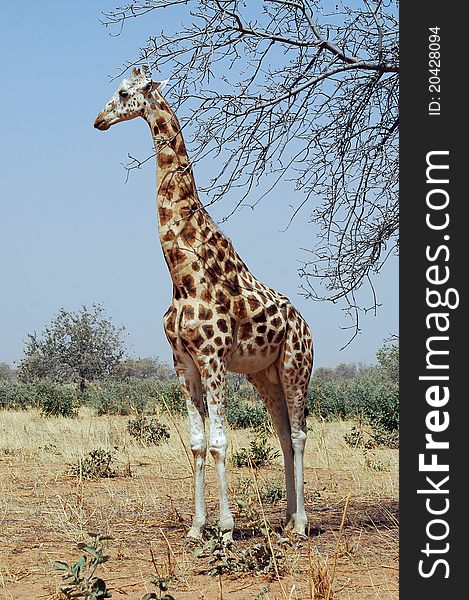 Vertical image of a desert giraffe looking left in Niger