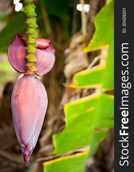 Blossom banana purple in garden. Blossom banana purple in garden