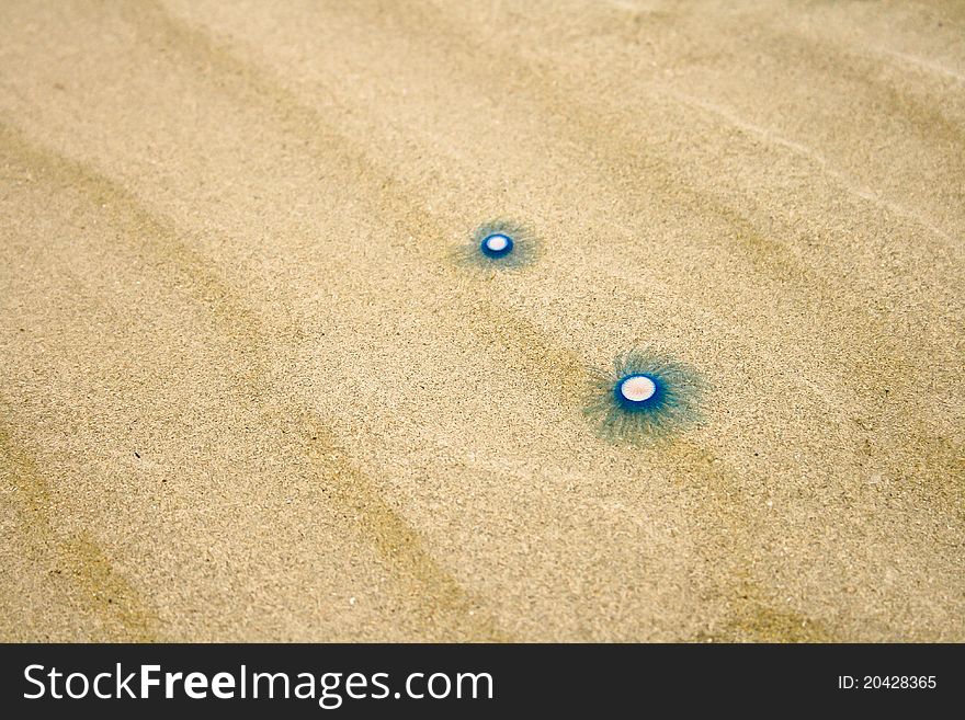 Beach sand and sea animal on tropical island. Beach sand and sea animal on tropical island.