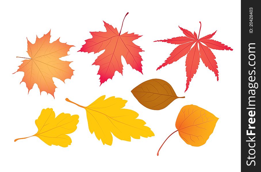 Variation Autumn maple Leaves collection. Variation Autumn maple Leaves collection