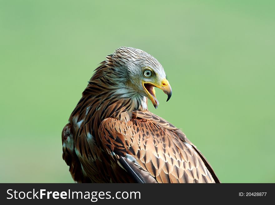 A Portrait Of A Red Kite