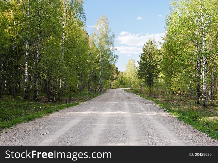 Country road in the forest