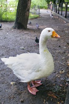 Goose Stock Images