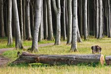 Coastal Forest Royalty Free Stock Images Coastal Forest Royalty Free Stock Images