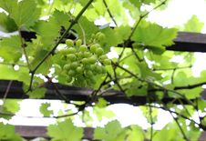 Green Grapes Stock Photos Green Grapes Stock Photos