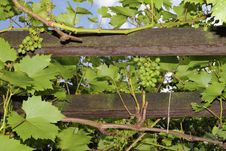 Green Grapes Stock Photography Green Grapes Stock Photography