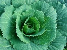 Ornamental Cabbage Stock Images