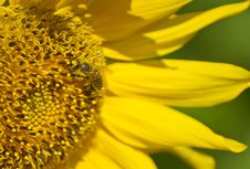 Bee On Sunflower Royalty Free Stock Image