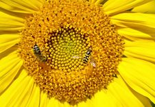 Bee On Sunflower Royalty Free Stock Photos Bee On Sunflower Royalty Free Stock Photos