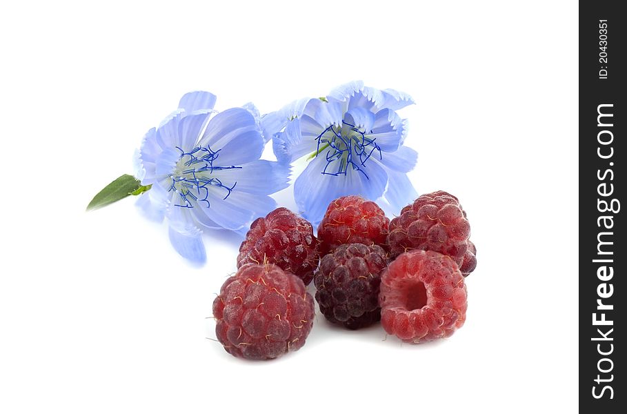 Photo of meadow colors and wild raspberry. Photo of meadow colors and wild raspberry
