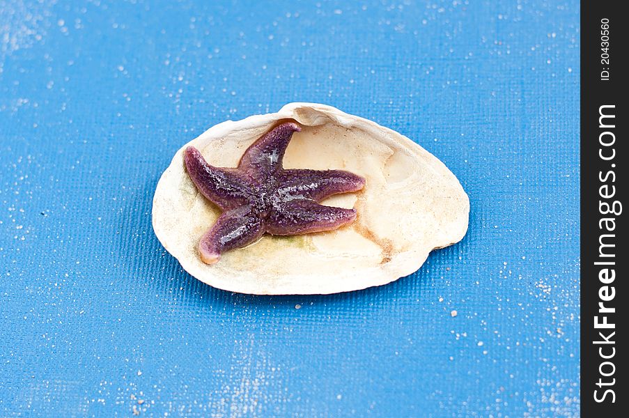 Purple living starfish in a shell