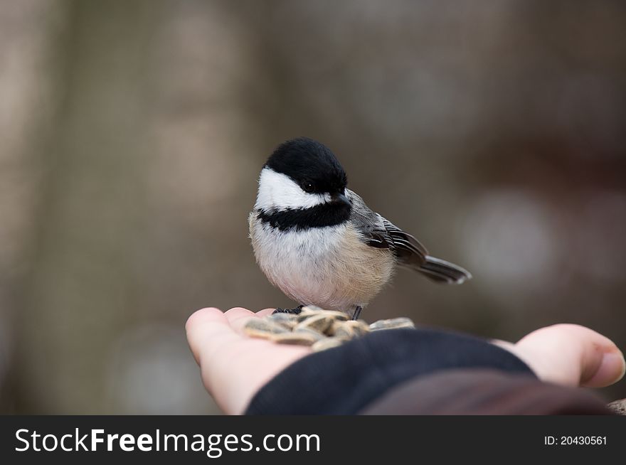 Hand-Fed Black-Capped Chickadee