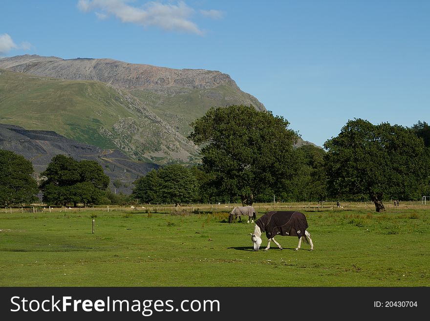 Horses, with coats, grazing in a grass field with a mountain in the background. Horses, with coats, grazing in a grass field with a mountain in the background.