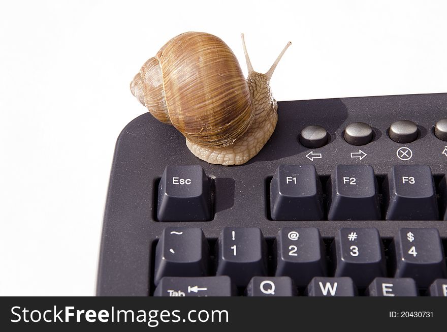 Snail On Computer Keyboard