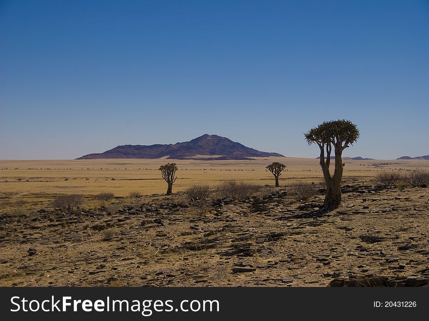 Quiver trees in the Namibian desert. Quiver trees in the Namibian desert