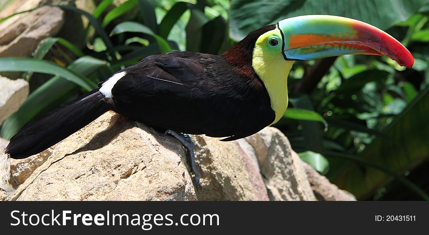Colorful toucan sitting on a bright rock. Colorful toucan sitting on a bright rock.