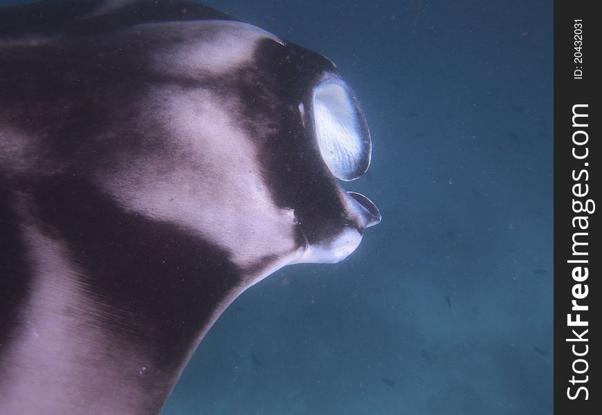 Manta ray in the blue blue ocean.