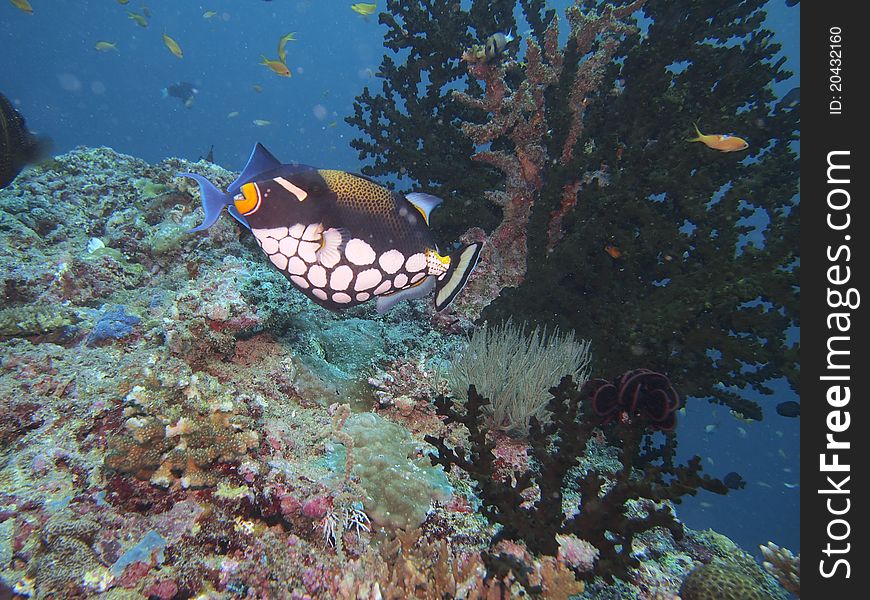 Clown triggerfishin the sea. Taken while diving.