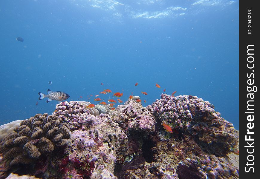 Aquarium Of Small Fishes And Coral