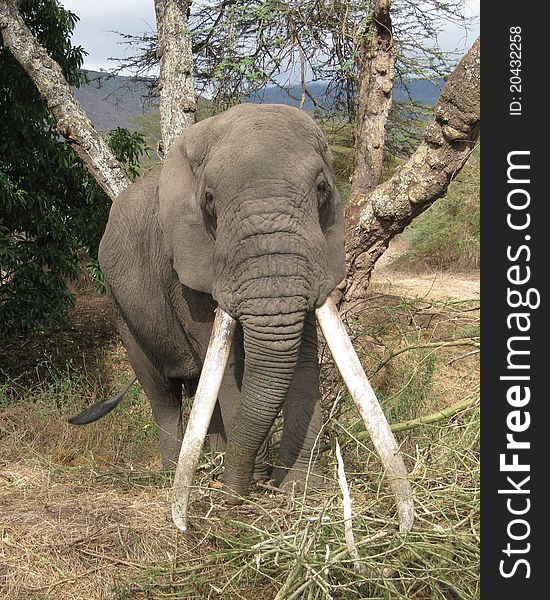 Comming elephant with big ivory in Ngoro-Ngoro