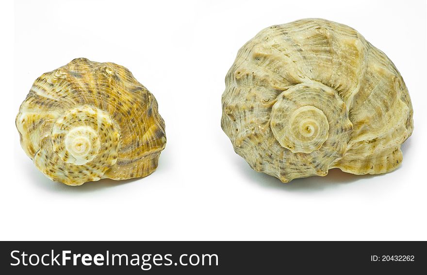 Two shells